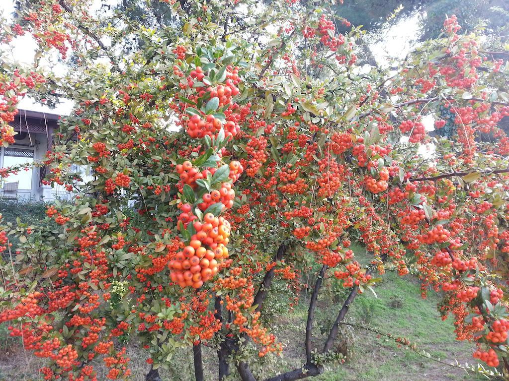 Troia Tusan Чанаккале